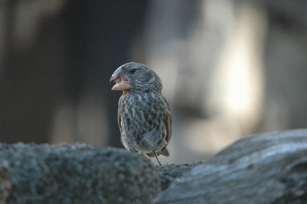 Finch, Large Ground, 2004-11035307.JPG - Large Ground Finch (female), Galapagos, 2004